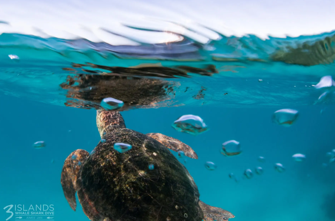 Sea Turtle at Ningaloo Reef Sea turtle swimming through clear water at Ningaloo Reef