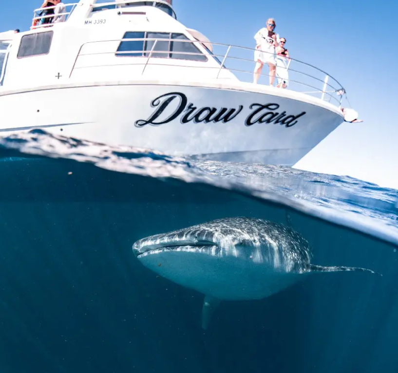 Three Islands Whale Shark Dive tour boat on the turquoise waters of Ningaloo Reef near Exmouth