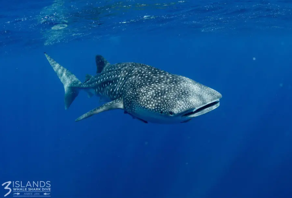 Whale Shark at Ningaloo Reef Exmouth Whale shark swimming in clear blue water at Ningaloo Reef near Exmouth