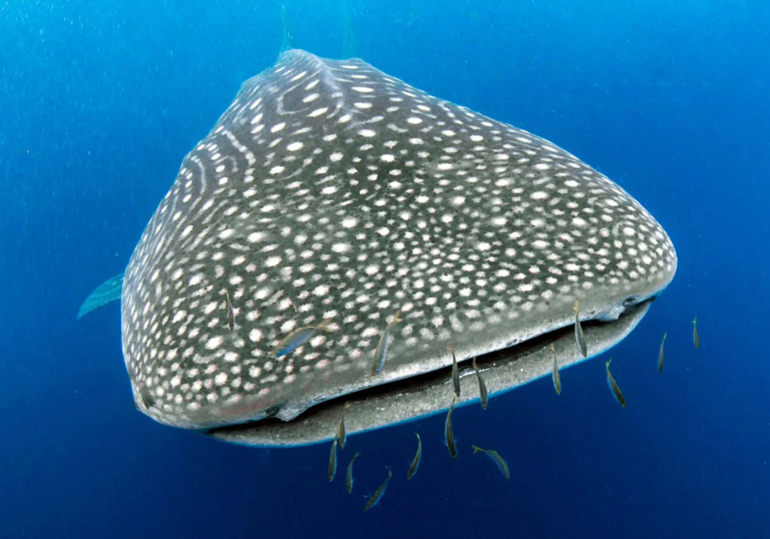 Whale Shark at Ningaloo Reef Whale shark swimming in blue water near Ningaloo Reef