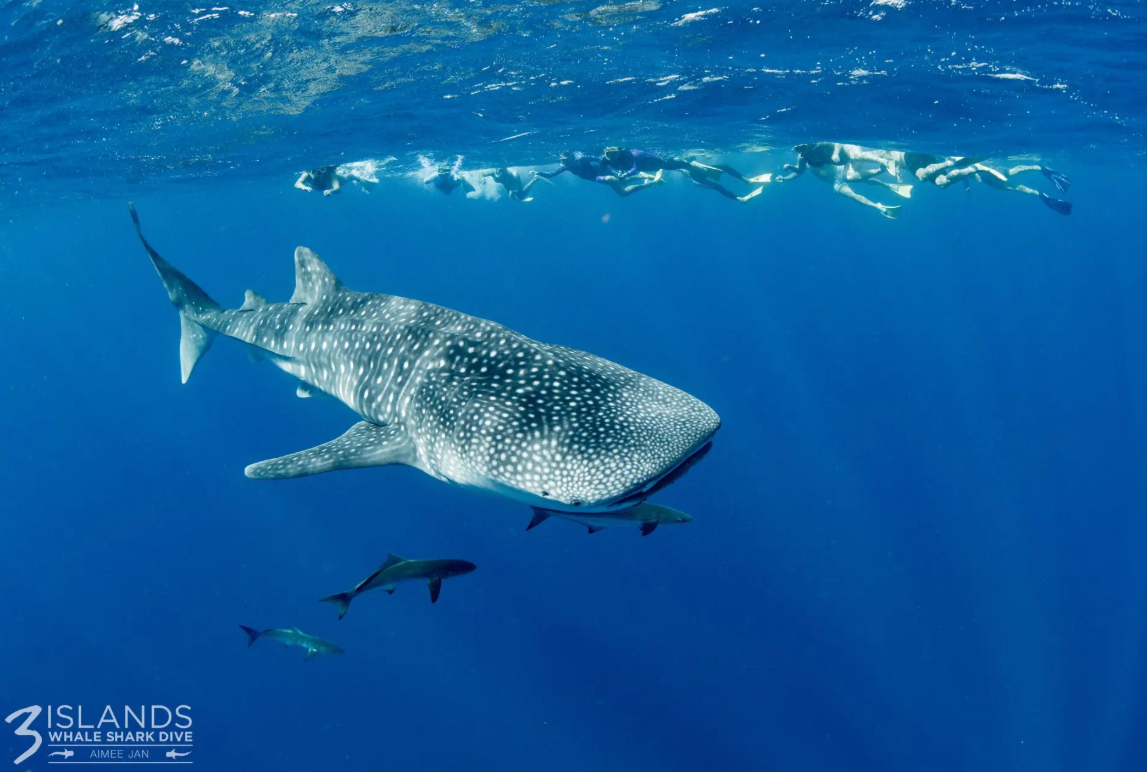 Whale shark swimming in the waters of Ningaloo Reef near Exmouth Whale Sharks at Ningaloo Reef